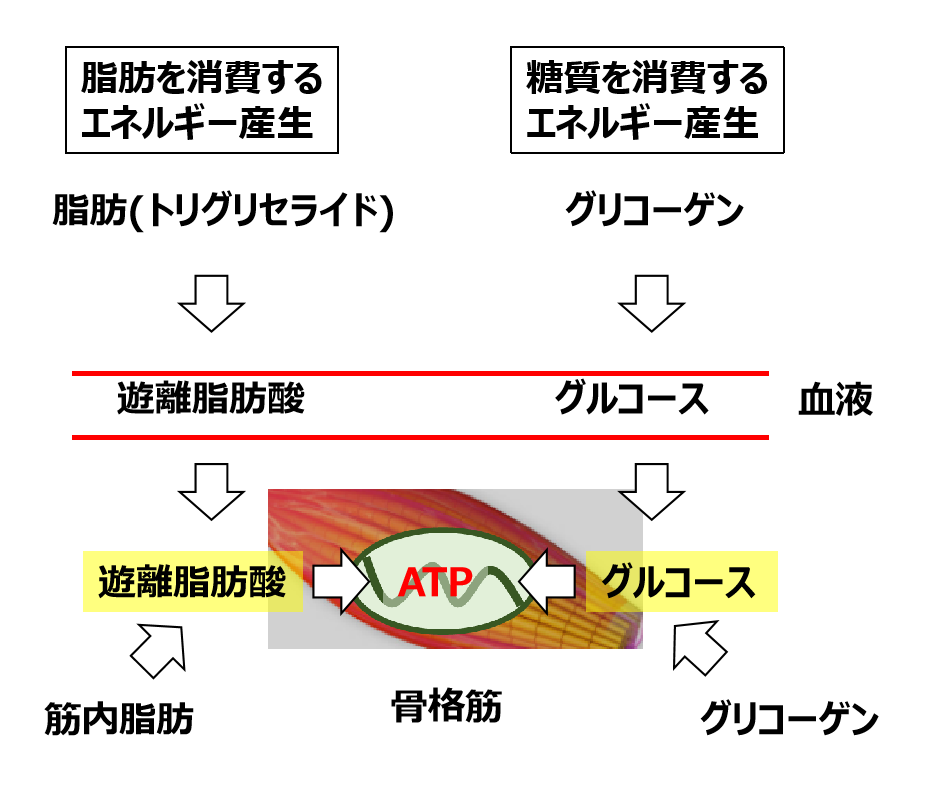ミトコンドリアの代謝経路
