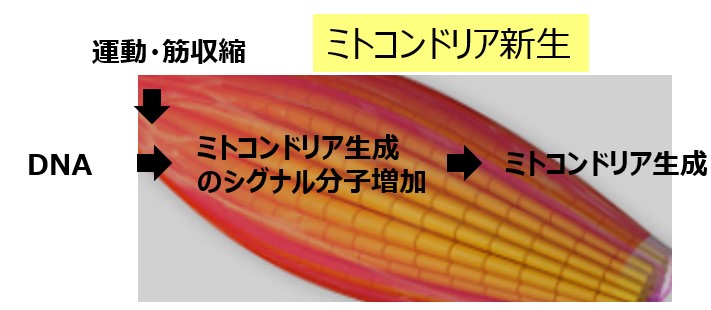 ミトコンドリア新生