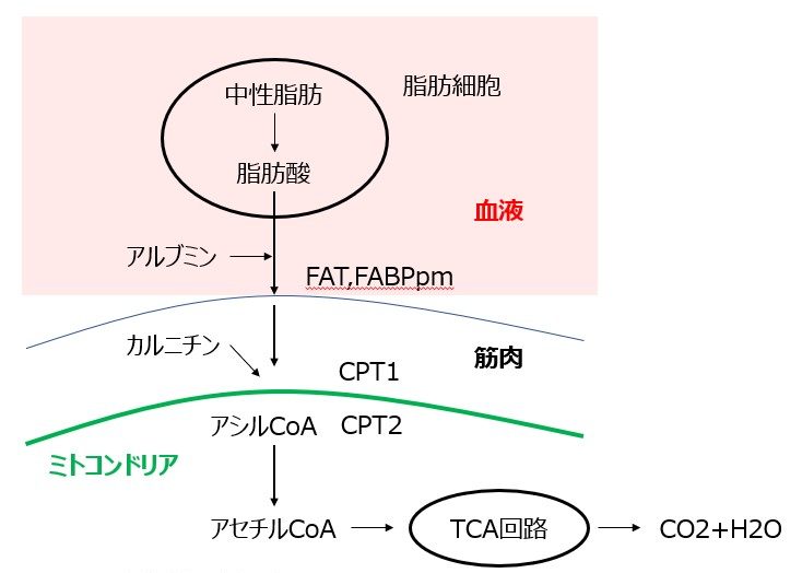 脂肪代謝経路の概略