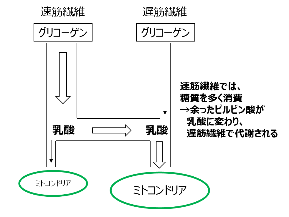 細胞間乳酸シャトル