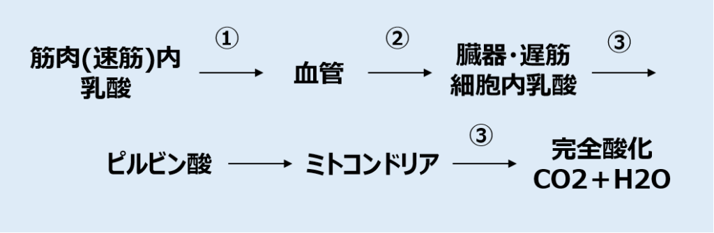 乳酸の代謝経路
