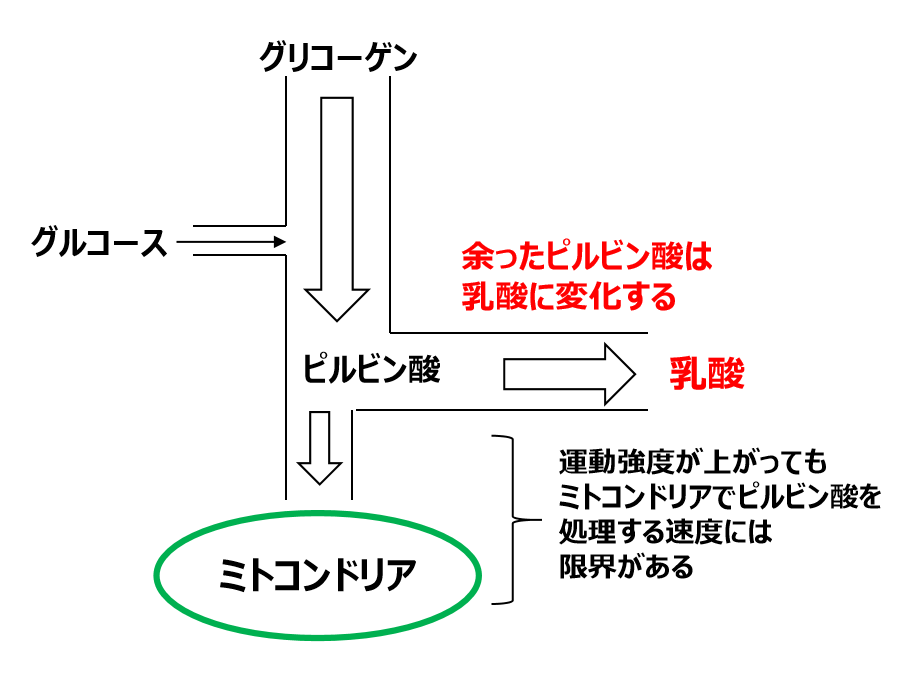 ピルビン酸と乳酸