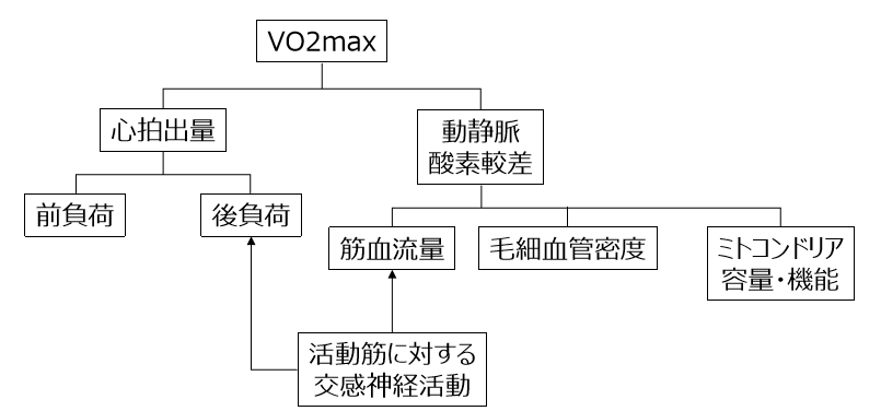 VO2max構成要素